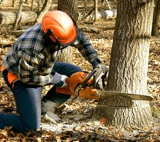 Tree Removal in Mount Sherman, KY